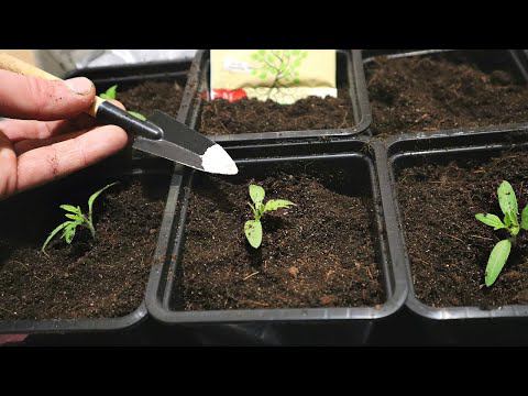 Как правильно пикировать рассаду чтобы прижилась быстро? Секрет при пикировке томатов и перца.