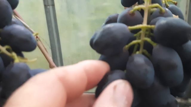 Виноград ромбик . Описание сорта.