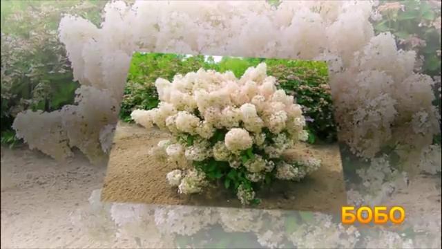 10 САМЫХ КРАСИВЫХ МЕТЕЛЬЧАТЫХ ГОРТЕНЗИЙ!! ВСЁ, ЧТО ВЫ ХОТЕЛИ ЗНАТЬ