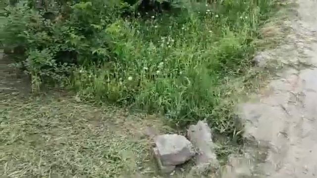 косим, по косим.. (кошение травы триммер champion T517)