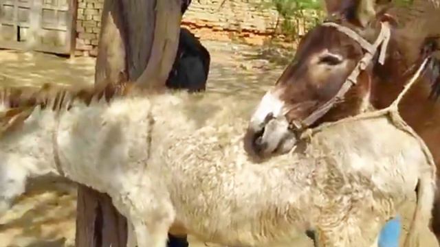 donkey and donkey's meeting new video 2023 February 28 #donkey #animals
