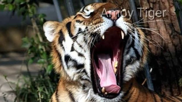 Black Tigers vs Blue Tiger vs Bengal Tiger vs Golden Tiger /Information about tiger's All species.