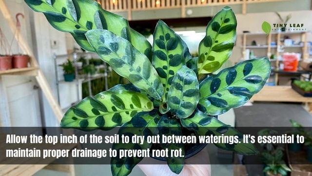 Calathea Lancifolia | Care and Growing Guide for Rattlesnake Plant