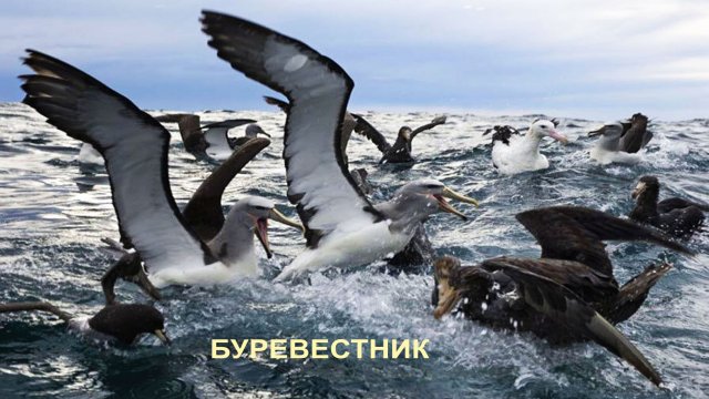 Дмитрий Николаев. Буревестник. mp4