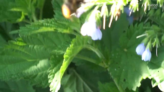 Russian north Unzha Унжа июнь 2012г Часть 1. 自然の中、ロシア、北(Jp)