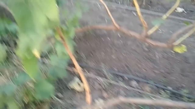 Виноград - Сето гигант .Япония.