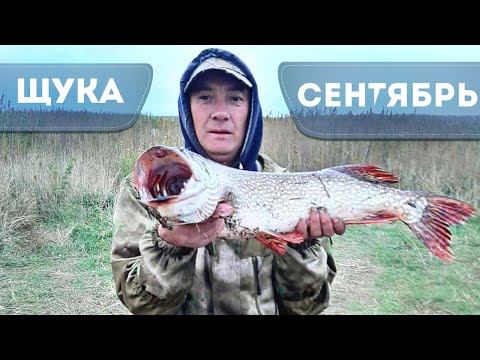 Как на что и где ловить щуку в сентябре на спиннинг? Новые секреты ловли щуки осенью.