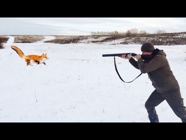 Охота на Лисицу с Ружьём!!! Нагоном.