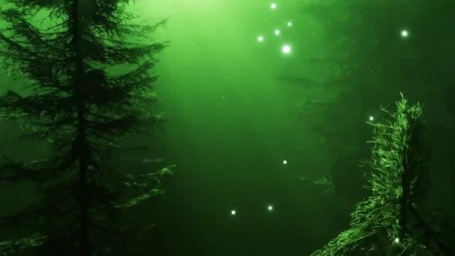 Волшебная музыка леса. Музыка для расслабления. 