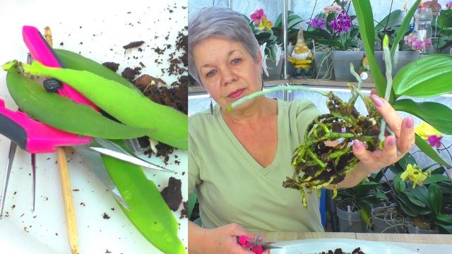 Орхидея с ВИРУСОМ НА ЛИСТЬЯХ!  СЕКРЕТ ПЕРЕСАДКИ этой орхидеи... Орхидея "Сверкающий поцелуй"