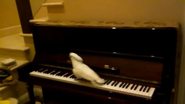 Попугаи! Приколы про попугаев! Смешные попугаи!