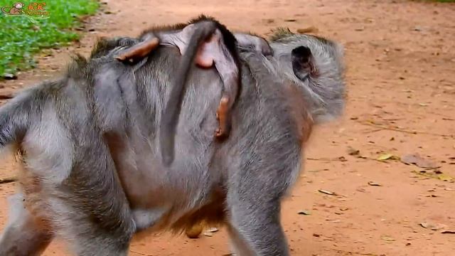 Supper Angry !! One leg of Timo make Tima hurt much cos hungry mother not give milk.