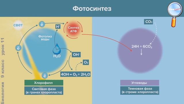 Биология 9 класс (Урок№11 - Фотосинтез.)