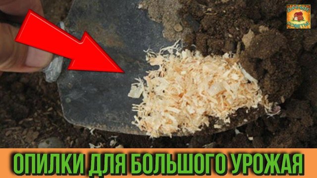 Применение опилок в качестве мульчи на огороде Как влияют опилки на почву Дачные советы