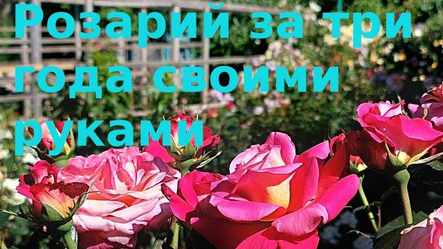 Розы Розарий за три года и совсем бесплатно
