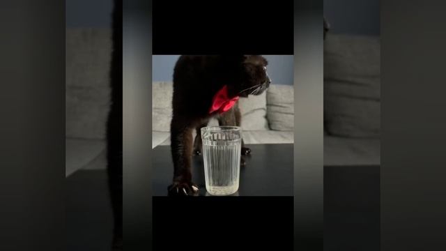 Котэ ;)