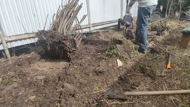 Как избавиться от ПНЯ. ПРОСТОЙ и ЛУЧШИЙ способ. Выкорчевывание пней ручной лебедкой