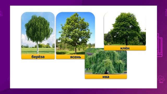 Естествознание. 1 класс. Какие бывают растения /18.09.2020/