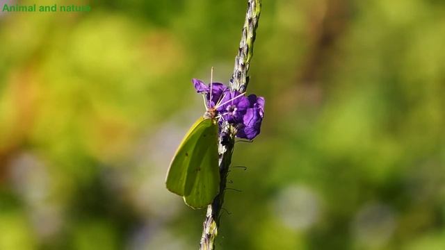 Бабочки в природе. Виды бабочек.