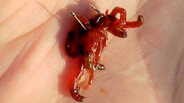 Пучковяз для мотыля своими руками.