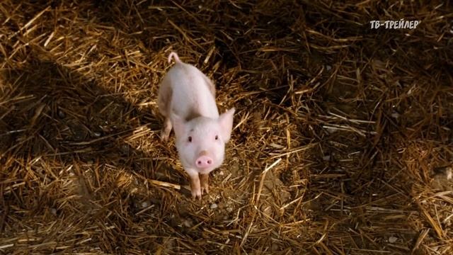 Паутина Шарлотты rolik 1 NET  300ms