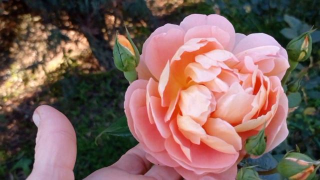 Цветение роз в сентябре. Прогулка по саду.