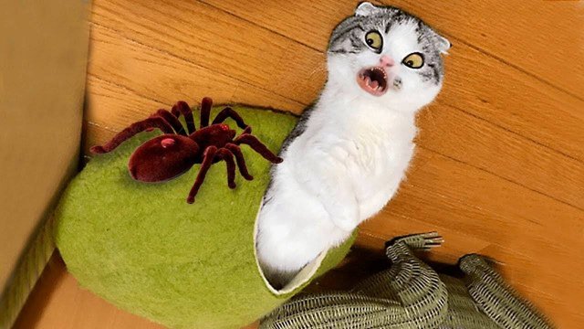 видео про котов #приколы 2024 😸 Смешные видео про котов − Смешные коты