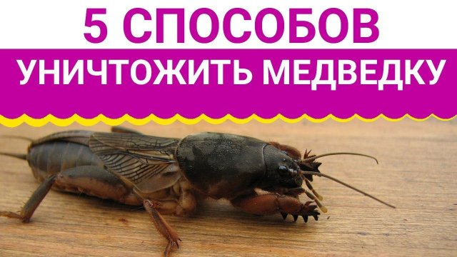 5 ПРОСТЫХ СПОСОБОВ КАК ИЗБАВИТЬСЯ ОТ МЕДВЕДКИ!