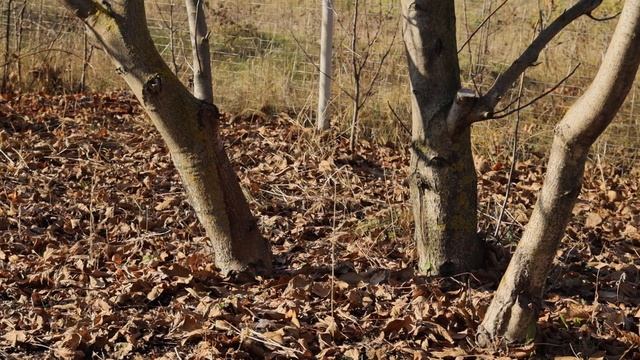 Обрезка грецкого ОРЕХА. Что НУЖНО ЗНАТЬ?