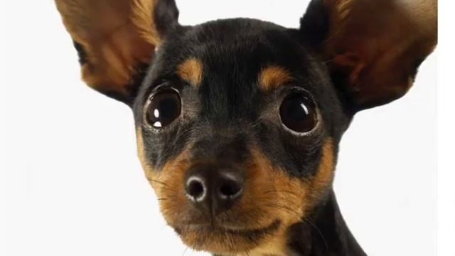 Русский той терьер: описание породы