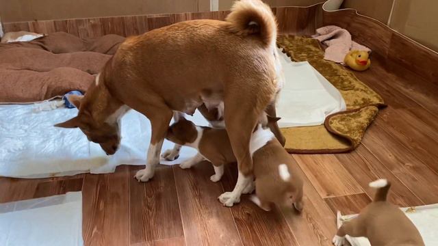 14.06.2020 щенки басенджи.