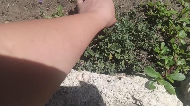 Почвопокровные растения для солнечных мест
