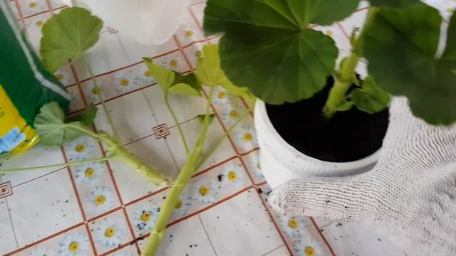 Как быстро и просто пересадить и укоренить герань.