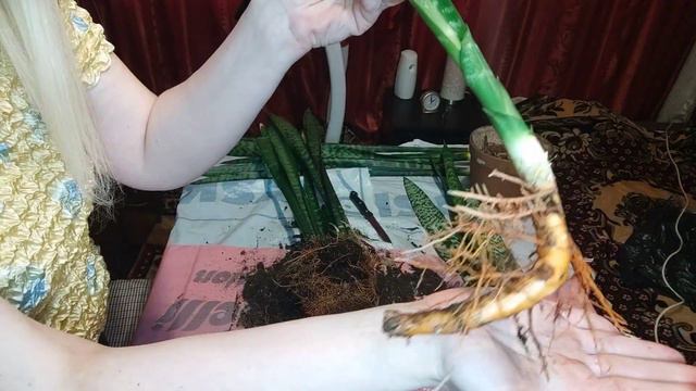 Деление и пересадка сансевиерии Зейланика у моей мамы.