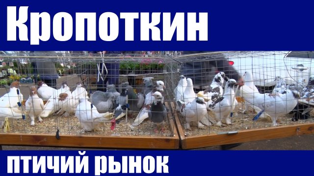 Птичий рынок. Кропоткин. Часть 2. [27.03.2022]