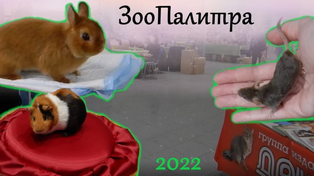 ЗооПалитра 2022 (выставка животных). Кролики, крысы, мыши, коты