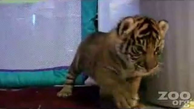 Маленький тигренок пьет молоко и играет с игрушкой