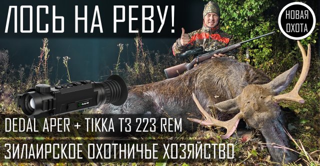 ОХОТА НА ЛОСЯ НА РЕВУ - КАДРЫ РЕАЛЬНОЙ ОХОТЫ