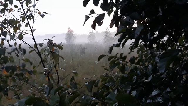 Как правильно вабить лося .