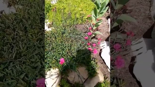 Гвоздика травянка или как я ее выращивала???