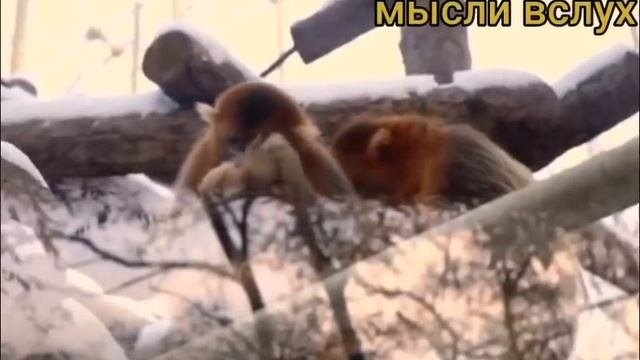 Диана miss vong. Что на это скажет Ира? Диана,как ребенок.