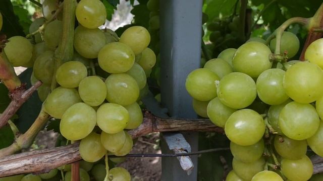 Г.Ф. винограда  ДЖИНА. 2020г