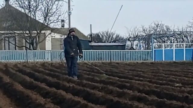 Процесс посадки картофеля под агроволокно