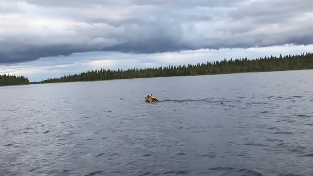 Медведь плывет быстрее рыбы