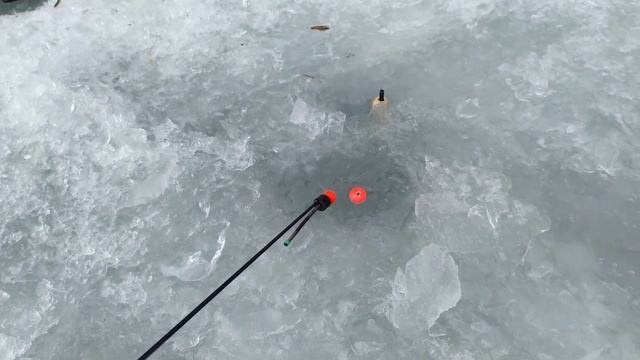 РЫБАЛКА ПРИМОРСКИЙ КРАЙ Р. СУЧАН ПЕСТРУШКА . ЛОВИМ ИЗ ОДНОЙ ЛУНКИ #ПРОСТАЯРЫБАЛКА