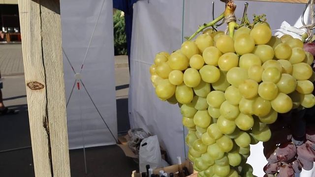СТЕНД ВИНОГРАДА ОДЕССЫ. КИШМИШ РАТАТУЙ - ВКУС ОООЧЕНЬ УДИВИЛ!