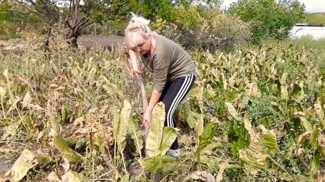 хрен когда сажать и как копать