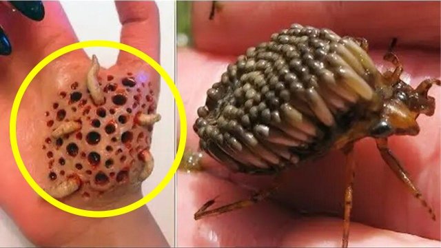 10 Опасных НАСЕКОМЫХ, Которые Были Обнаружены Совсем Недавно