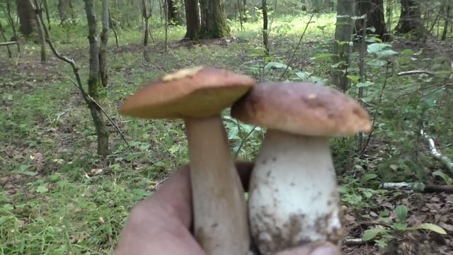 Белых грибов много! Собираем сколько сможем! Вечерняя прогулка по следам грибников!