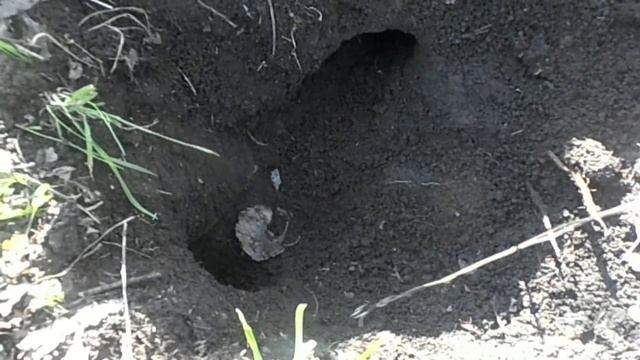 Как поймать крота или слепыша, работающий способ ловли крота